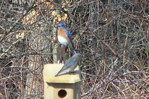 blue-and-buff-3