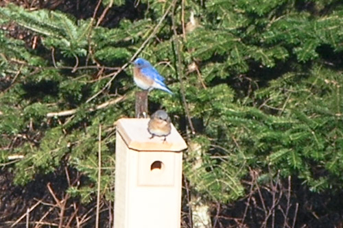 blue-and-buff