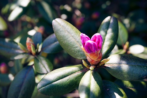 spring-flowers-3