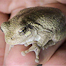 Thumbnail image for Southborough wildlife: Name that animal – ANSWER