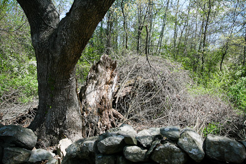 Post image for SOLF battles invasive species