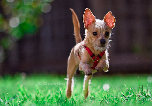 Post image for Reminder: License your dog by June 1