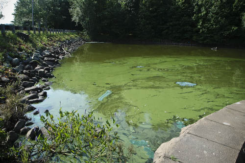 Post image for Safety Alert updates: Spraying done; Algae warning