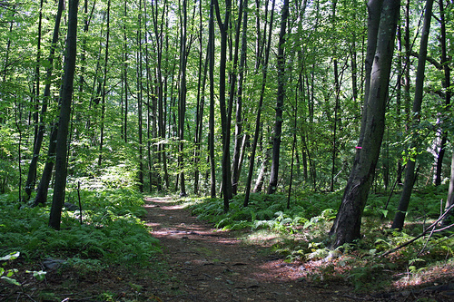 Post image for SOLF presents walking history tour of Beals Preserve on Sunday