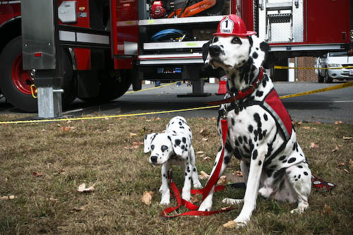 20101011-fire-safety-dogs.jpg