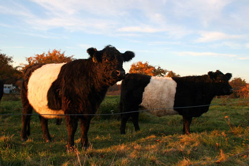 Post image for Family Farm Day at Breakneck Hill on Sunday (with cow pies!)