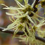 Thumbnail image for Photo quiz: Name that flower