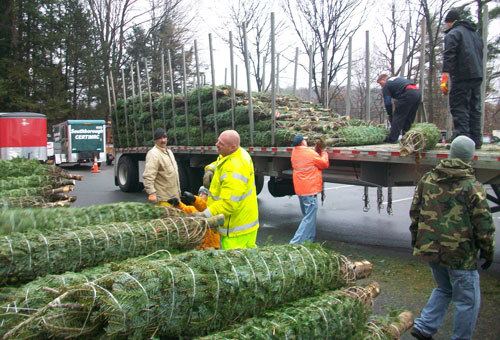 Post image for Christmas tree sales start this Monday at the Fire Station