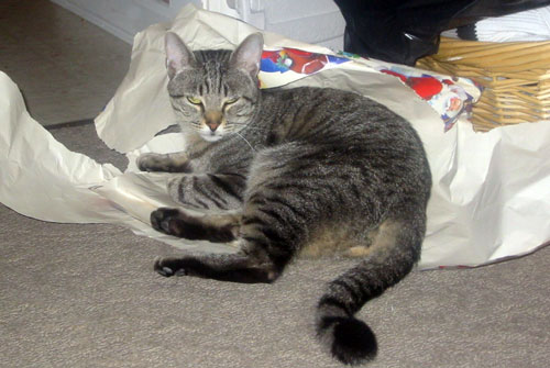Post image for Help find this missing cat