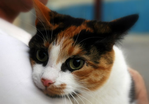 Post image for Rabies clinic for cats and dogs on April 5th
