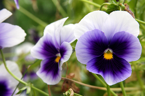 Post image for Pansies for Progress fundraiser runs through Friday
