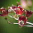 Thumbnail image for PHOTOS: Southborough in bloom