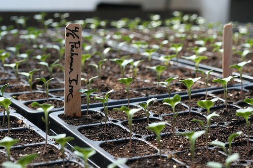 Post image for Boy Scouts plan community garden near St. Anne’s Church