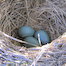 Thumbnail image for PHOTOS: From egg to chick