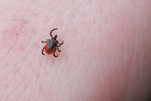 Post image for Learn about Tick-Borne diseases – March 24