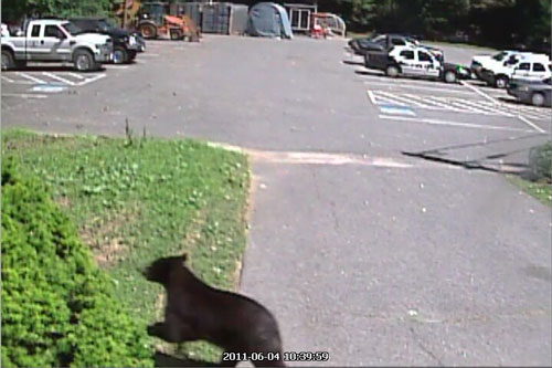 Post image for Police warning and logs (7/24-7/27/14): Bear sighting near Burnett Road