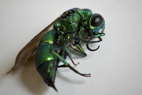 blue hornet