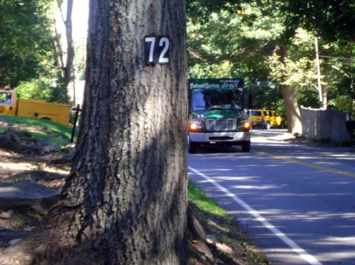 Post image for Marlboro Road family convinces selectmen tree should come down