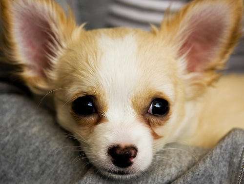 Post image for Time to get a new dog license