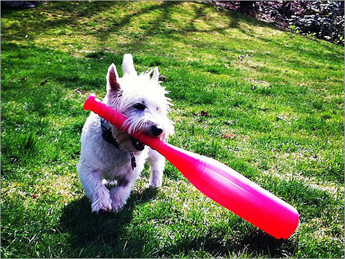 Post image for Southborough dog vies for top honor