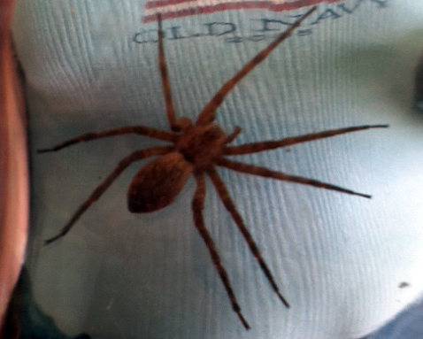 20120611-spider-1