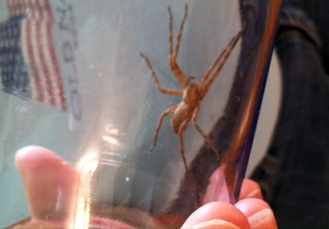 20120611-spider-2