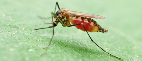 Post image for Early cases of EEE-infected mosquitoes have Southborough officials urging caution