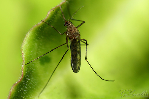 Post image for Breaking news: Southborough suspends outdoor activities due to mosquito threat (UPDATED)