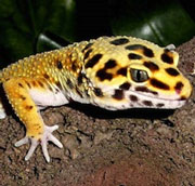 Post image for Saturdays at Fay returns with Animal Adventures