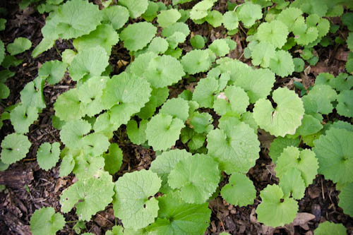 Post image for Be on the lookout for this invasive weed