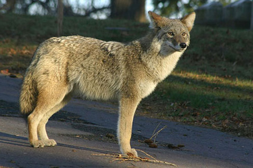 Post image for SOLF to learn about coexisting with coyotes at annual meeting – Tuesday, May 7