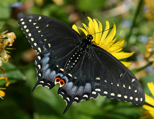 Post image for At the Southborough Library this week (6/3/13 – 6/8/13): Nature talk and a local author