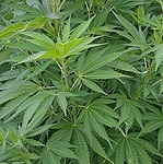 Post image for Dispute between town boards on phantom marajuana dispensaries