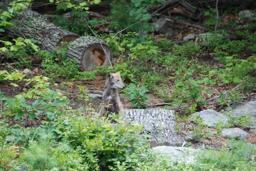 Post image for Mangy coyote near Middle Road