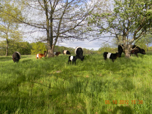 Post image for Breakneck Hill Cow Fund seeking help to “save the cows”; “future is still uncertain”