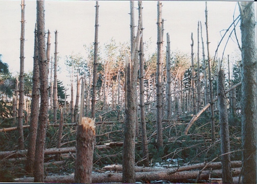 Post image for 30 years ago: Microburst in Southborough (updated)