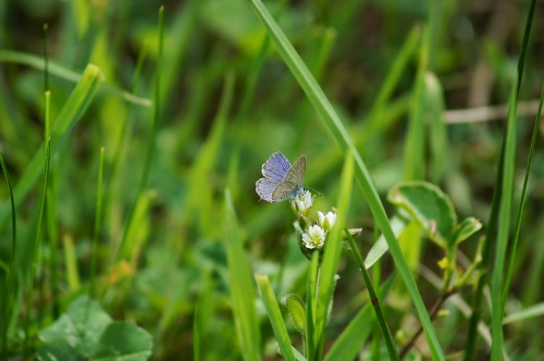 Post image for Butterfly and nature walk in Southborough Open Space – this Saturday