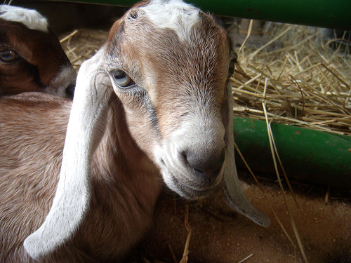 Post image for Harbinger: Follow up on the senior prank that got the school’s goat