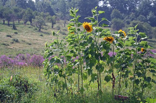 Post image for Favorite places: Walking trails in Southborough and just next door