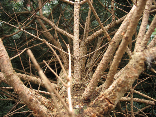 Post image for Christmas Tree pickup – January 10th