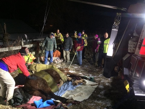 Post image for Update on successful horse rescue