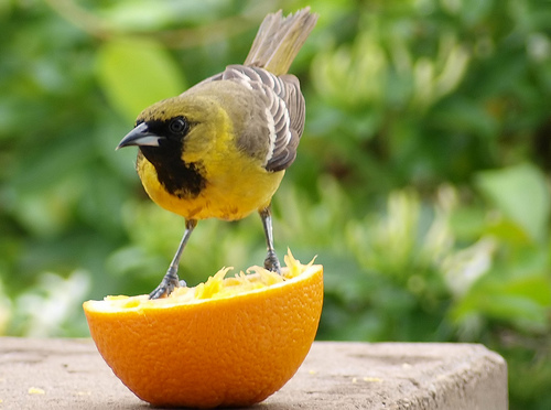 Post image for Kids can make Edible Bird Feeders – January 28