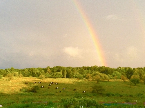 Post image for Breakneck Hill Cow Fund looks to rally support for “Cows in Peril”; Stewardship Committee claims misunderstanding