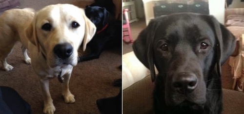 Post image for Did you rescue two labs from Rte 85?