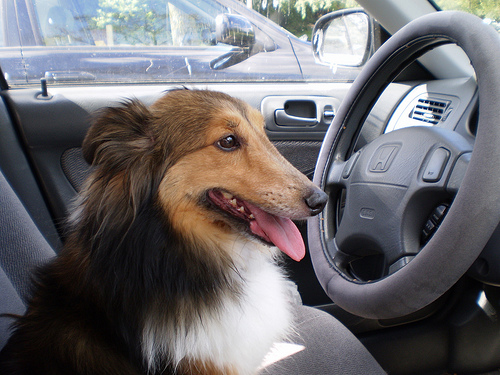 Post image for Dog licenses expire March 31st