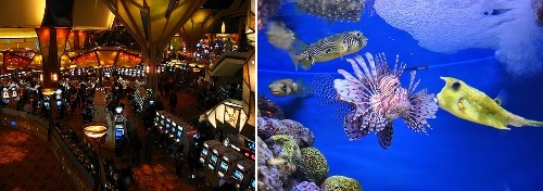 Post image for Senior bus trips: Mohegan Sun and New England Aquarium
