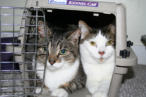Post image for Rabies clinic for cats and dogs on April 1st