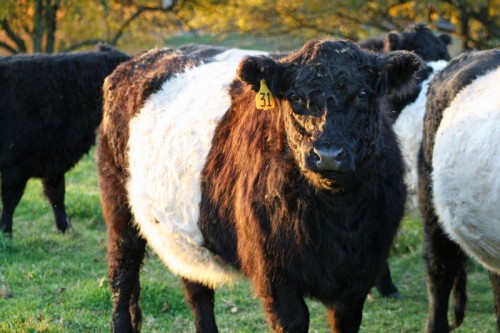 Post image for Looking to save the cows? Public forum – April 26