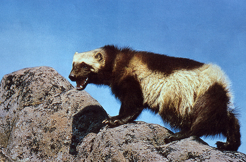 Post image for Wolverines at Commmunity House – April 16