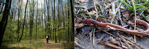 Post image for Events this week: Nature walk, earthworm science, Candidates Night, and free comics